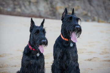 Two Giant Schnauzer Black Dogs Sitting On The Beach on the Sand Portrait Puppy And Adult Dog