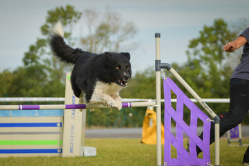 Dog is jumping over the hurdles. Amazing day on czech agility privat training