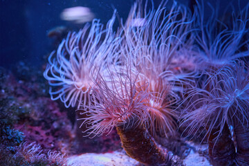 anemones coral reef underwater