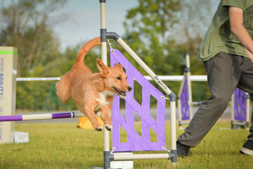 Dog is jumping over the hurdles. Amazing day on czech agility privat training