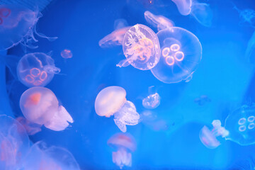 Aurelia aurita common moon jellyfish colony in dark water with glowing purple light