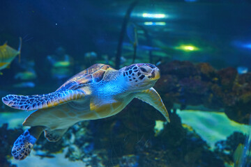 Naklejka na ściany i meble Sea turtle seen at the Aquarium