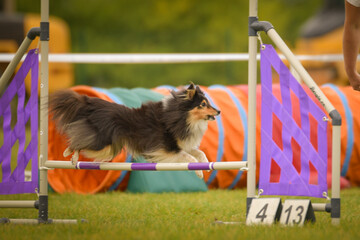 Dog is jumping over the hurdles. Amazing day on czech agility privat training