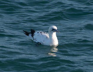 Fou de Bassan en Bretagne - France