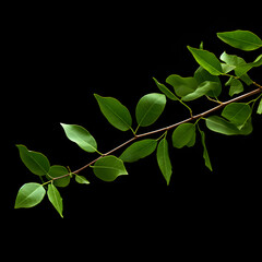 green leaves on black background