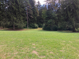 Pine forest in the morning light with moss on the ground