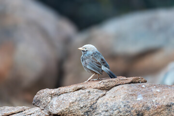 The yellow-billed babbler (Argya affinis)