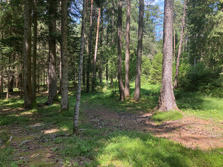 Pine forest in the morning light with moss on the ground