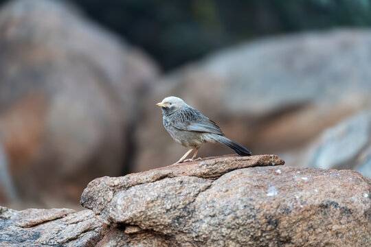 The yellow-billed babbler (Argya affinis)