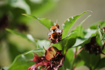 bee in the flower looking for pollen