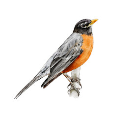 Hand-drawn watercolor American robin bird on branch illustration isolated. Birds collection. Turdus migratorius