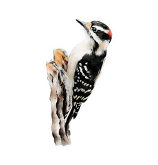 Hand-drawn watercolor downy woodpecker bird illustration isolated. Birds collection. Forest bird. Woods animal. Dryobates pubescens