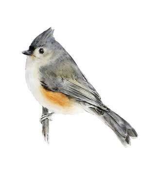 Hand-drawn watercolor tufted titmouse bird on branch illustration isolated. Birds collection. Baeolophus bicolor