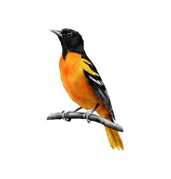 Hand-drawn watercolor baltimore oriole bird on branch illustration isolated. Birds collection. Icterus galbula