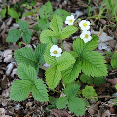 Fragaria vesca, Detail of a whole strawberry plant with flowers and leaves