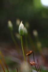 Detail of one moss flower