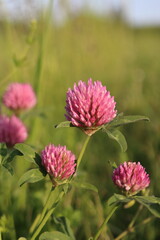 Trifolium pratense, red clover in the meadow, flower detail