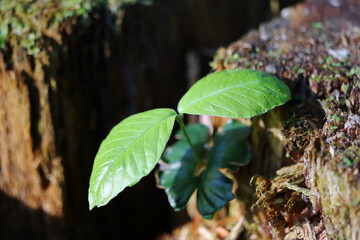 Fagus sylvatica, a young beech seedling growing from a tree