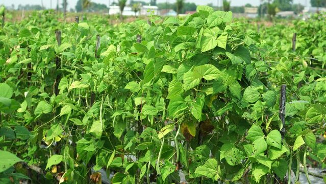 Garden plant species Phaseolus vulgaris