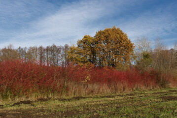 Landschaft mit Rotem Hartriegel bei Trebbin - 702295529