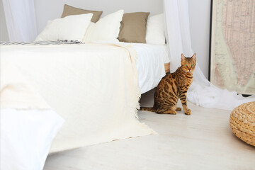 Bengal cat with green eyes in the bedroom