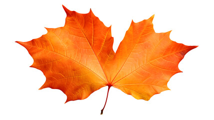 Fototapeta premium Autumn Leaf Image, Transparent Fall Foliage, PNG Format, No Background, Isolated Seasonal Element, Nature's Colorful Change