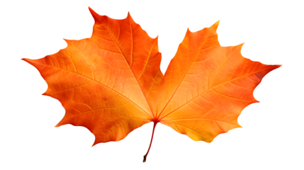 Autumn Leaf Image, Transparent Fall Foliage, PNG Format, No Background, Isolated Seasonal Element, Nature's Colorful Change
