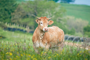 cow rests in the meadow
