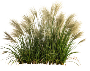 Chinese miscanthus grass isolated on the transparent background PNG. 