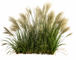 Chinese miscanthus grass isolated on the transparent background PNG. 