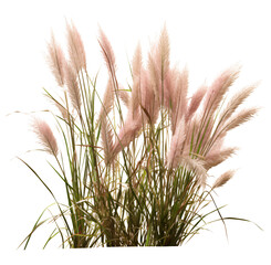Chinese miscanthus grass isolated on the transparent background PNG. 
