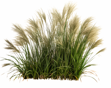 Chinese miscanthus grass isolated on the transparent background PNG. 