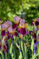 Magnificent large flowers of burgundy lilac iris in the partial