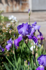 Gorgeous large blue iris flowers in the garden