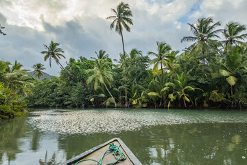 Amazing Indian river in Dominica near Roseau and Portsmouth, mangrove trees everywhere