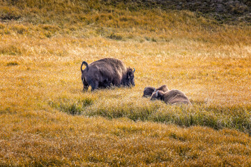 Grazing american bisons in the grasslands of the Yellowstone National Park, Wyomig USA