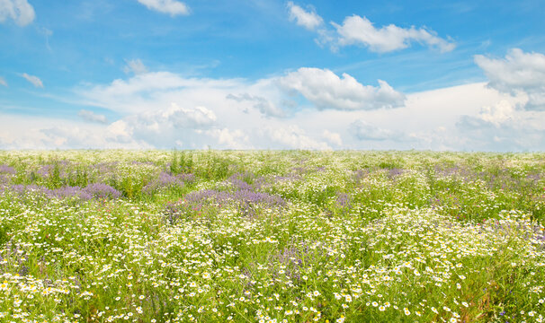 Field with blooming chamomiles and sky. Wide photo.