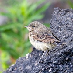 northern wheatear
