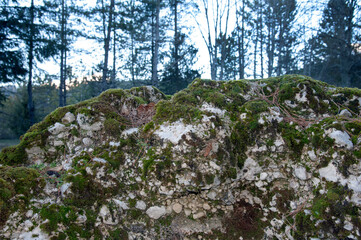Short rock wall with mosses and lichens in the valley with beechwood.