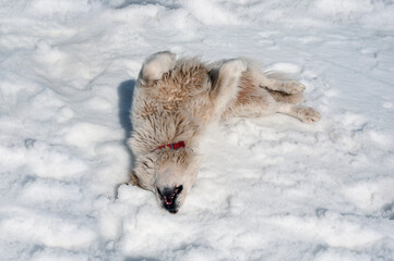 Maremma sheepdog basking in the snow.