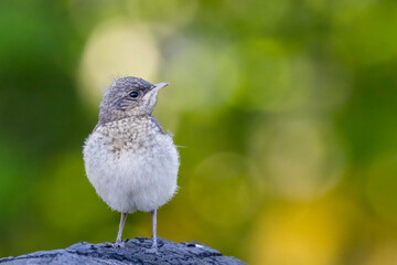 northern wheatear
