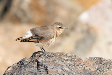 northern wheatear