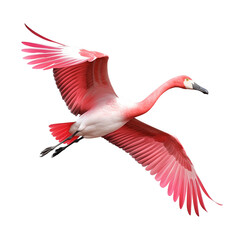 Fototapeta premium Flamingo Flying Isolated on Transparent Background 