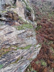 Felsen und Pflanzen am Berghang im Harz