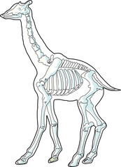 Giraffe skeleton isolated on white background