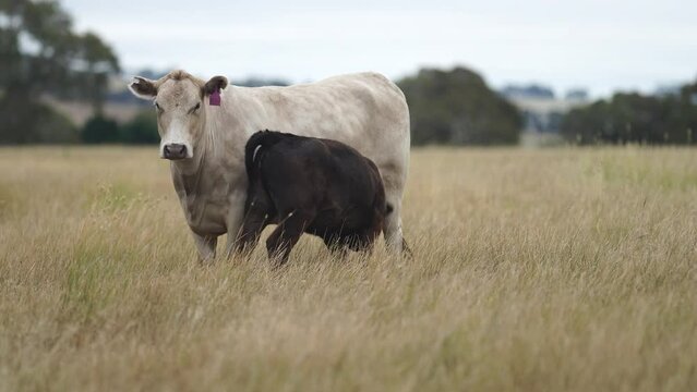 calf drinking milk from a cow in a field on a farm in australia