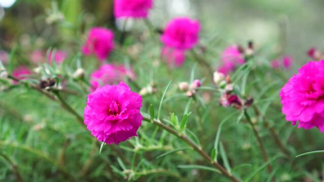 pink flowers of Portulaca grandiflora