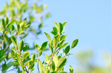 banyan tree or Ficus annulata or ficus bengalensis plant and sky