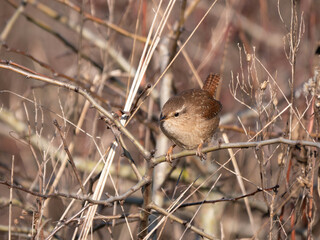 Eurasian wren - Troglodytes troglodytes perching on a shrub during winter