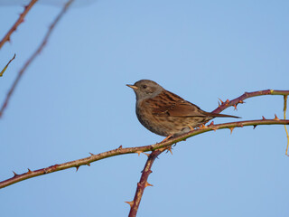 Dunnock  - Prunella modularis perching on a wild rose branch during winter